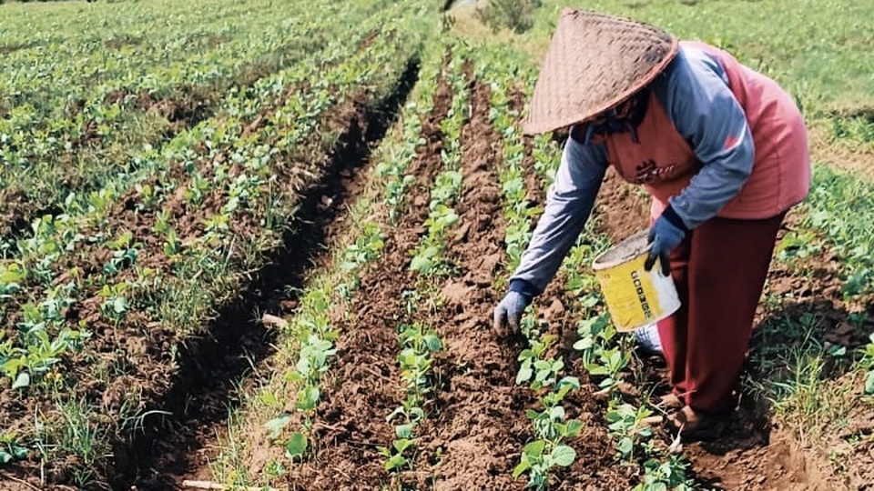 Aplikasi kompos di perkebunan edamame GMIT. Foto: IST
