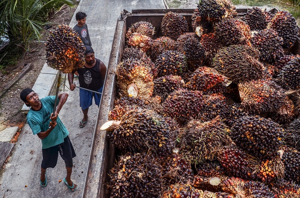 Pekerja memindahkan buah sawit yang dipanen ke truk pengangkut sebelum diolah menjadi minyak sawit mentah (CPO) di perkebunan sawit di Pekanbaru pada 23 April 2022. (FOTO: WAHYUDI / AFP)