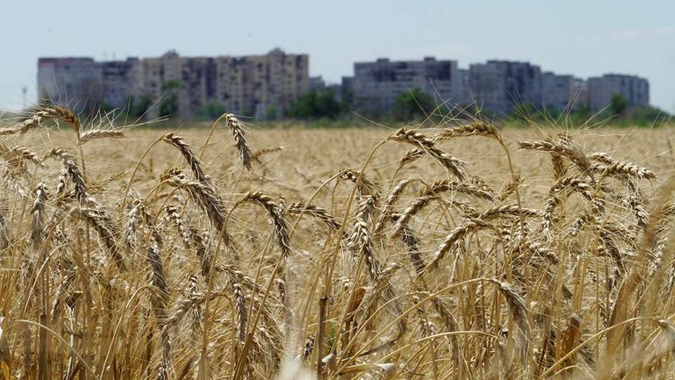 Foto ilustrasi. Ladang gandum dekat Mariupol, Donetsk. (FOTO: STRINGER / AFP)