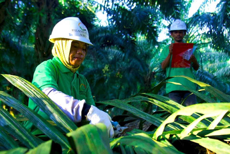 Ilustrasi kegiatan produksi PT Teladan Prima Agro Tbk (TLDN). (Foto: Perseroan)