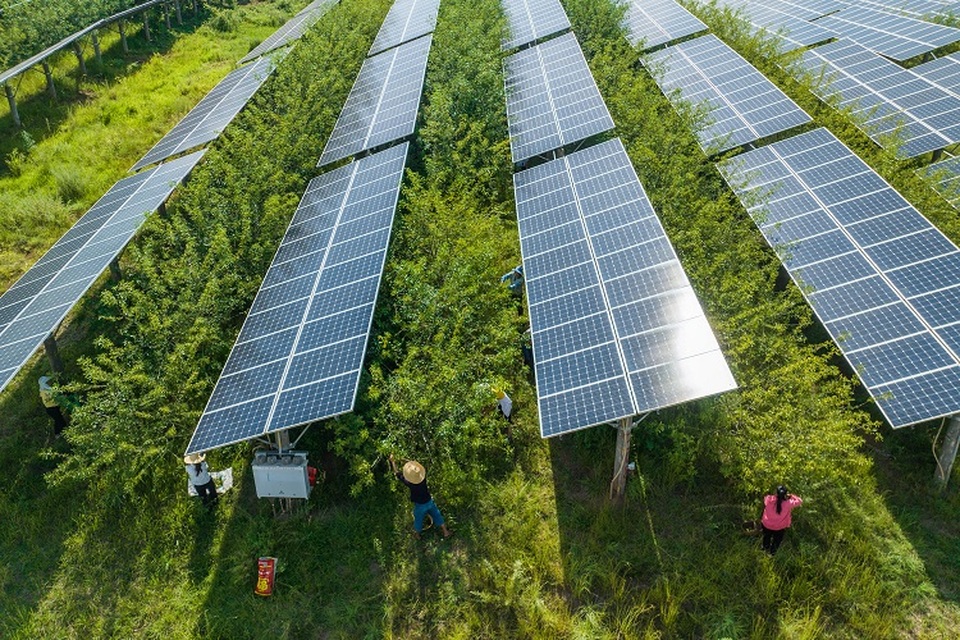 Petani memetik cabai Sichuan di bawah panel surya di Bijie, Provinsi Guizhou barat daya Tiongkok pada 16 Agustus 2022. (FOTO: STR / AFP)