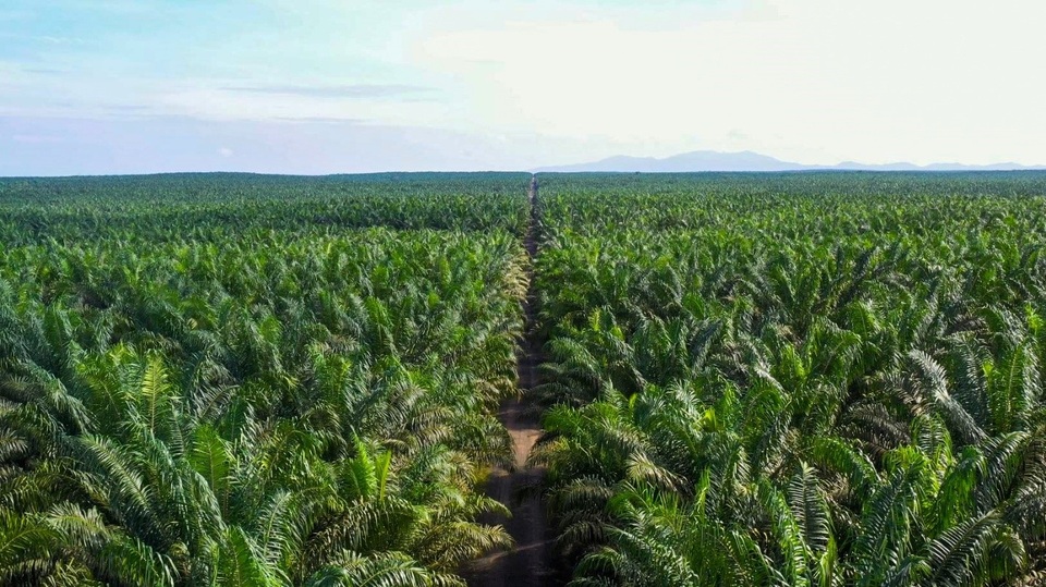 Emiten Haji Isam, PT Jhonlin Agro Raya Tbk (JARR) sudah menetapkan dirut baru melalui RUPSLB. (Ilustrasi/Perseroan)