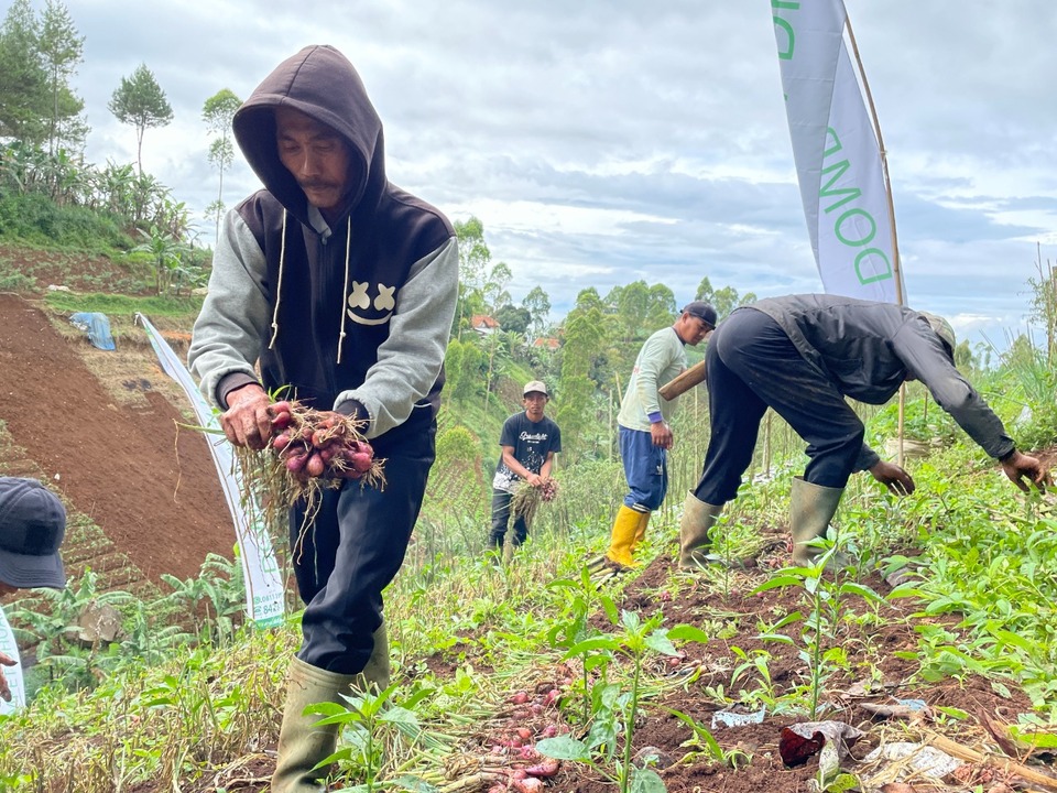 Ilustrasi petani bawang merah. (Foto: Istimewa)