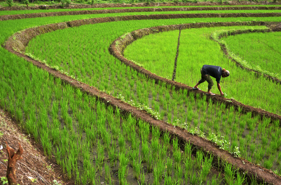 Ilustrasi sawah. (Dok. Antara)