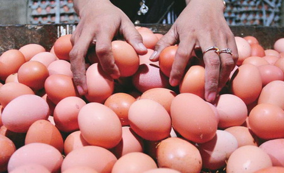 Telur Ayam. Foto: Investor Daily/ANTARA/Fikri Adin/Spt/12