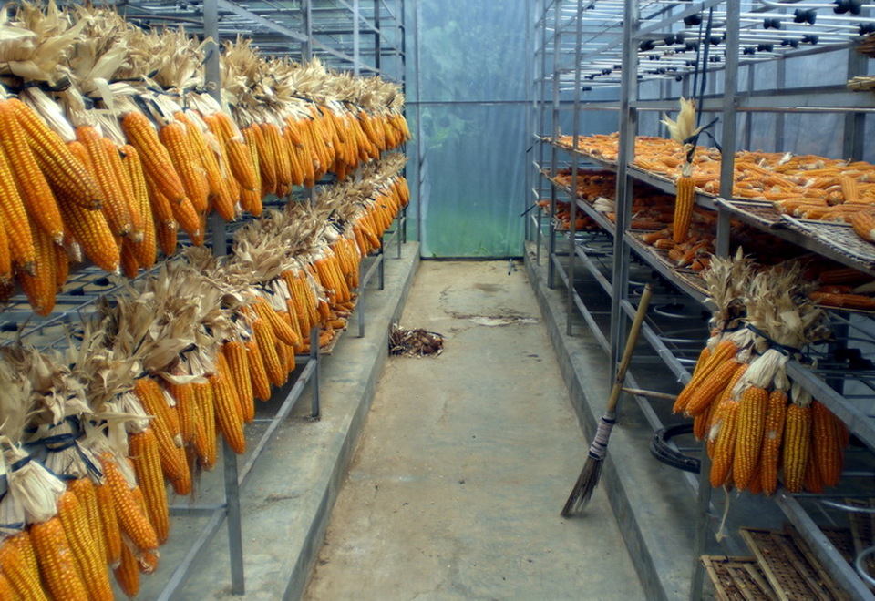 jagung