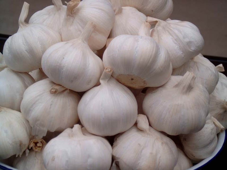Bawang Putih