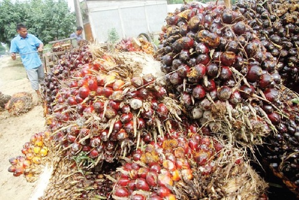 Panenan sawit. Foto ilustrasi: IST