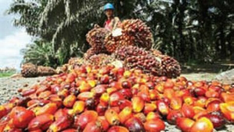 Sawit. Foto ilustrasi: IST