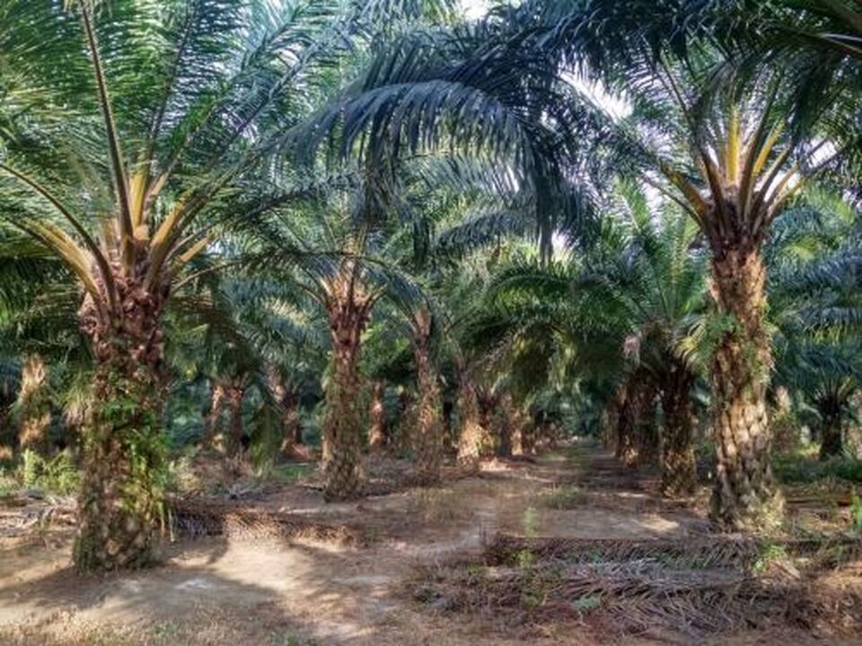 Kebun sawit. Foto ilustrasi: Gora Kunjana