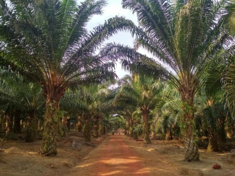 Kebun sawit. Foto ilustrasi: Investor Daily/Gora Kunjana