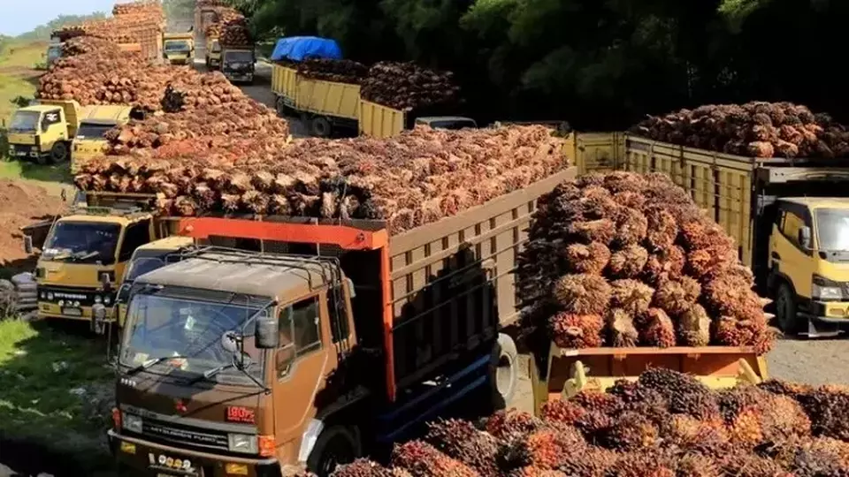 Truk dengan tandan buah segar kelapa sawit antre untuk dibongkar di sebuah pabrik di Aceh Barat pada 17 Mei 2022. (Foto: Antara Foto/Syifa Yulinnas/ via REUTERS/Files)
