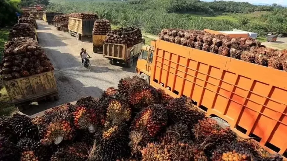 Orang-orang mengendarai sepeda motor melewati truk-truk yang membawa tandan buah segar kelapa sawit untuk dibongkar di sebuah pabrik di Aceh Barat, Indonesia pada 17 Mei 2022. (Foto: Antara Foto/Syifa Yulinnas/ via REUTERS/Files)