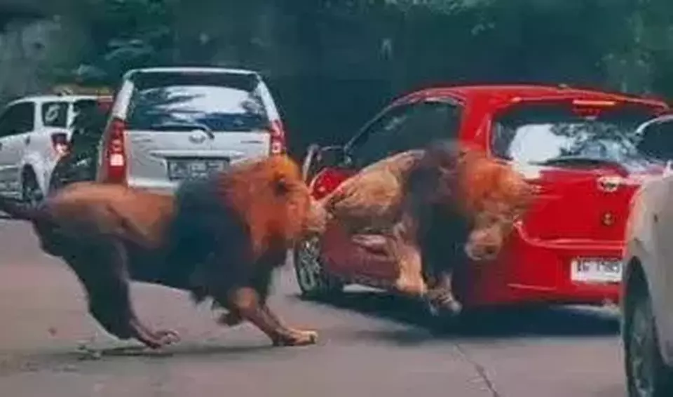 Kejadian mobil ditabrak oleh singa menjadi perbincangan hangat baru-baru ini. Video memperlihatkan terdapat mobil pengunjung yang ditabrak singa di Taman Safari Indonesia II Jawa Timur. (Ist)