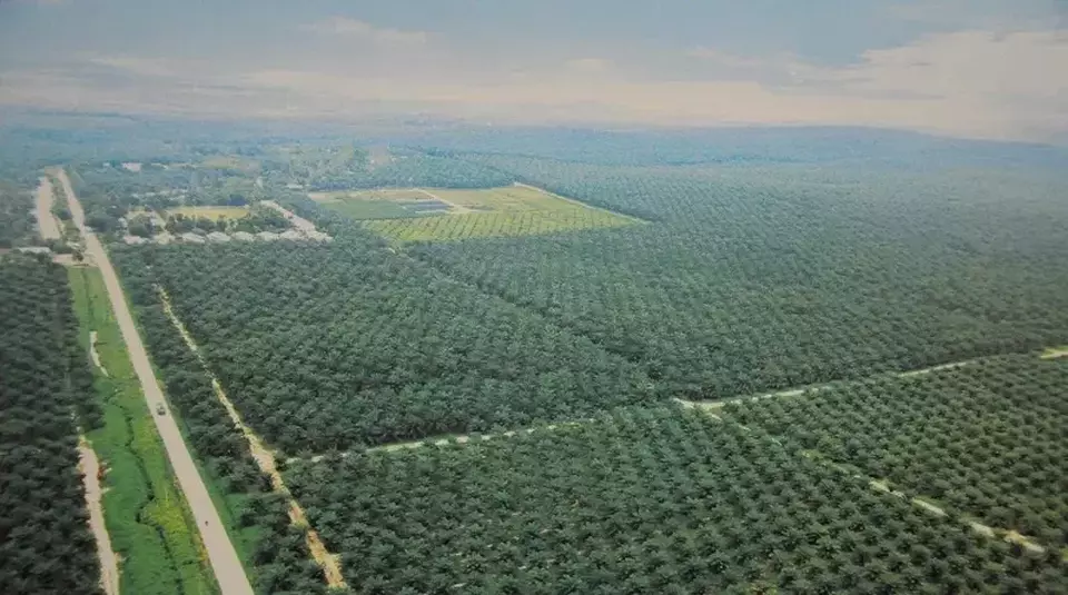 Perkebunan kelapa sawit PTPN III. (Foto: PTPN III)