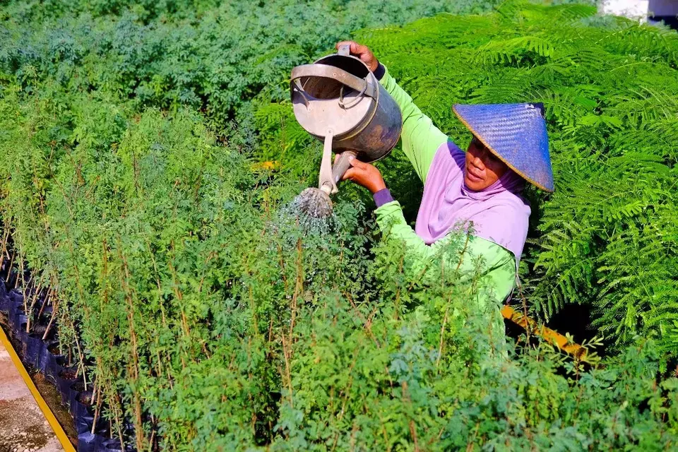 Petani green belt melakukan perawatan tanaman kaliandra di area green area green house eco park kambang semi.