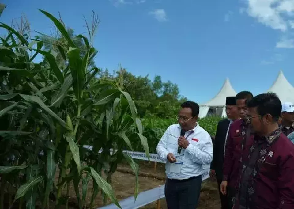 Benih jagung bioteknologi