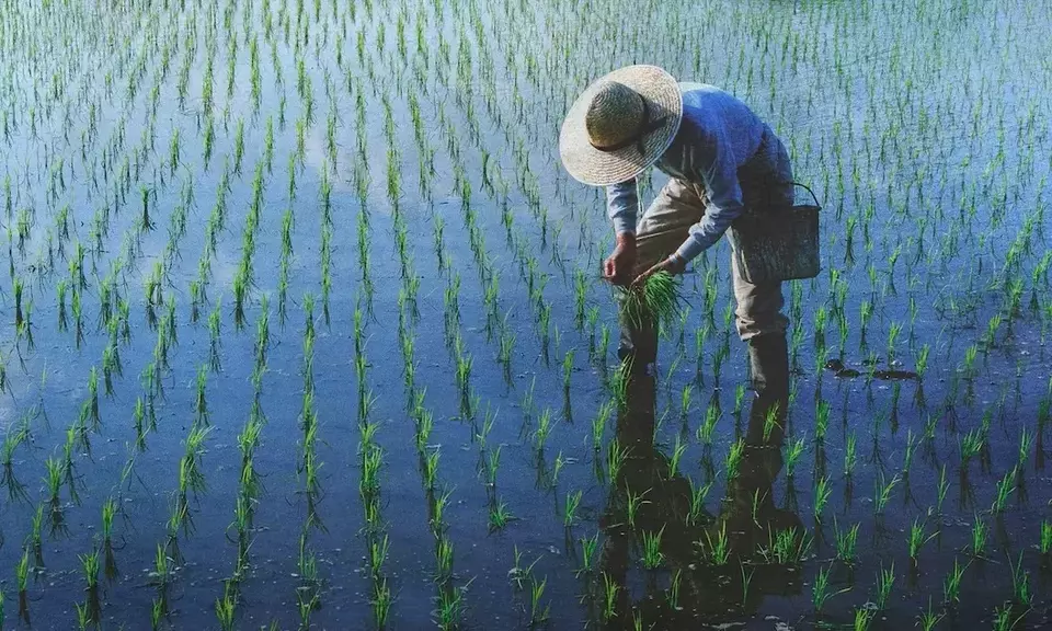 Ilustrasi seorang petani sedang menanam padi di sawah. (Foto: Freepik)