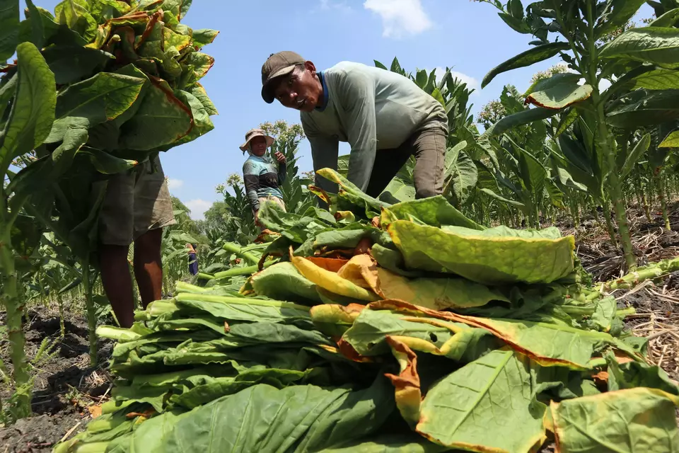 Petani memanen tembakau jenis jinten di Desa Banjardowo, Kecamatan Kabuh, Kabupaten Jombang, Jawa Timur, Rabu (13/9/2023). (ANTARA FOTO/Syaiful Arif/rwa)