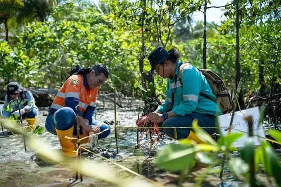 Penanaman sebanyak 500 bibit Mangrove diharapkan dapat berfungsi sebagai pemecah ombak dan mencegah terjadinya abrasi.