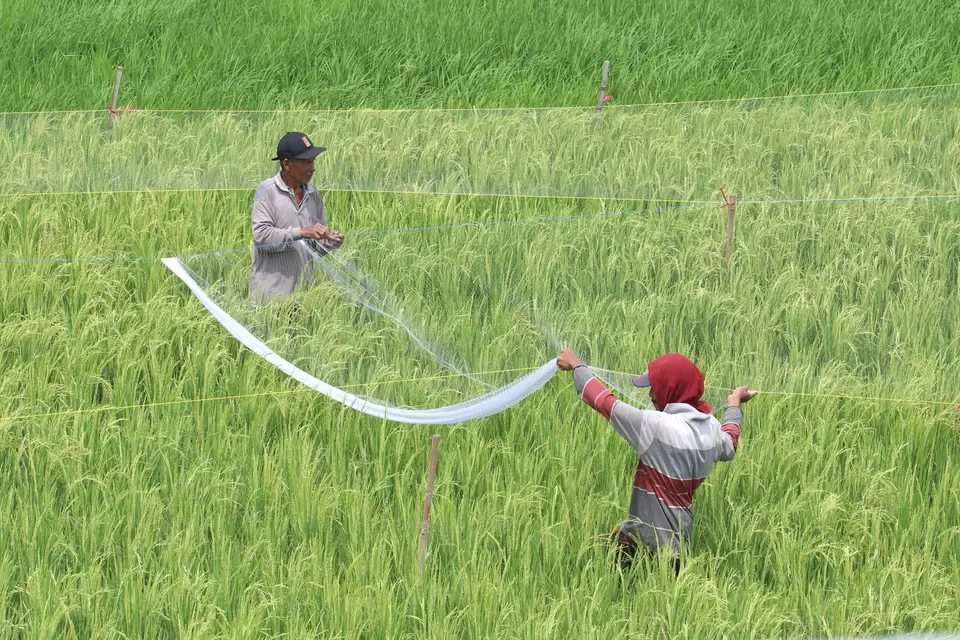 Petani memasang jaring pelindung tanaman padi dari serangan hama burung pipit di area persawahan Kelurahan Ketami, Kota Kediri, Jawa Timur, Minggu (14/2024). Pemerintah optimis swasembada pangan dapat terwujud dalam kurun waktu tiga tahun ke depan melalui akselerasi peningkatan produksi pangan. (ANTARA FOTO/Prasetia Fauzani/foc)