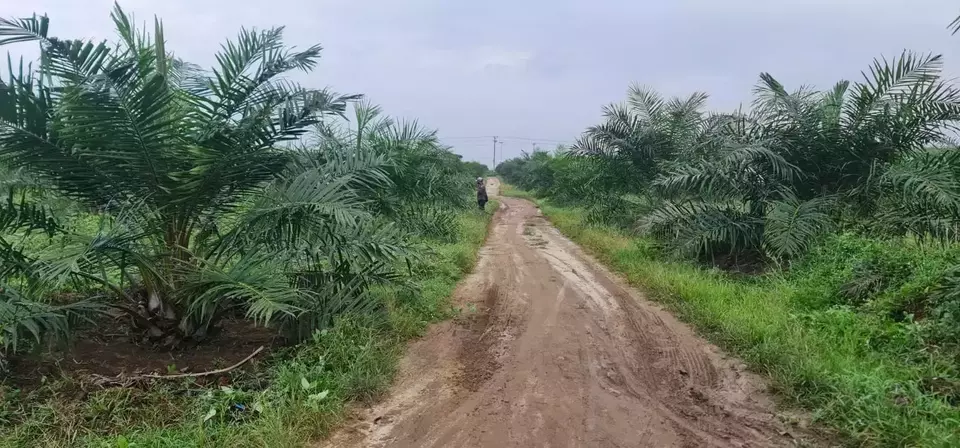 Tanaman kelapa sawit yang baru ditanam atau Tanaman Belum Menghasilkan (TBM) di Afdeling I, PT Perkebunan Nusantara IV (PTPN IV) Regional 1 Kebun Bangun. (Dok. PTPN)