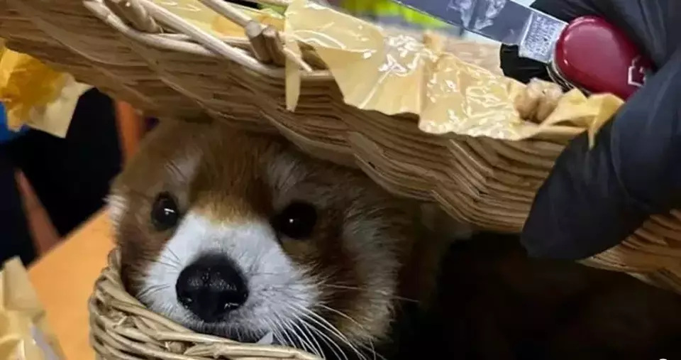 Petugas bea cukai Thailand telah menangkap enam warga India karena berupaya menyelundupkan seekor panda merah dan 86 ekor hewan lainnya ke luar kerajaan. (Foto: Departemen Bea Cukai Thailand/AFP/Handout)