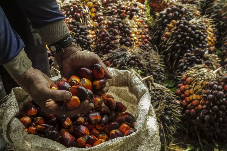 Pekerja memanen kelapa sawit di PTPN VIII Cibungur, Kabupaten Sukabumi, Jawa Barat, baru-baru ini. (ANTARA FOTO/Henry Purba)