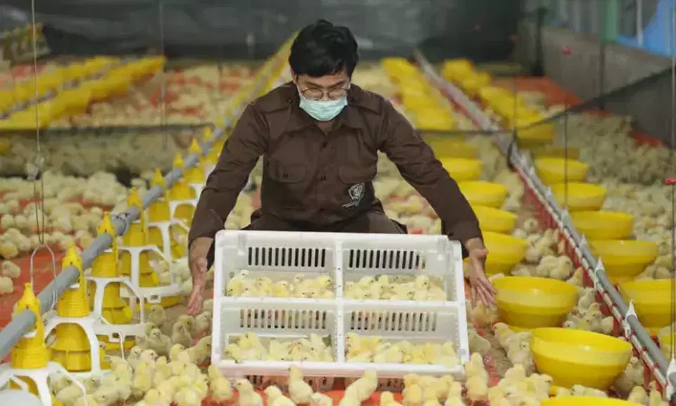 Salah satu peternakan PT Charoen Pokphand Indonesia Tbk (CPIN). (Foto: Perseroan)