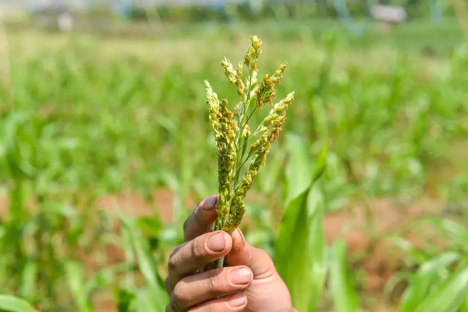 Petani merawat tanaman sorgum di kebun Sekemala Integrated Farming (Sein Farm), Ujung Berung, Bandung, Jawa Barat, belum lama ini. (ANTARA FOTO/Raisan Al Farisi/rwa)
