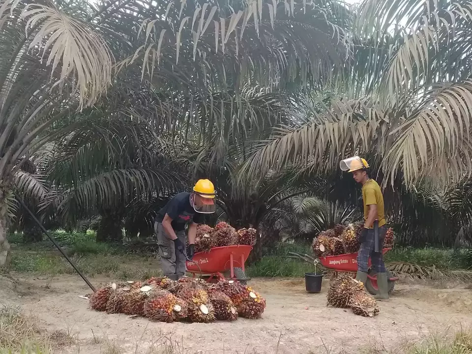 Pekerja sedang memindahkan hasil panen tandan buah segar (TBS) sawit. (Foto : Tri Listiyarini)