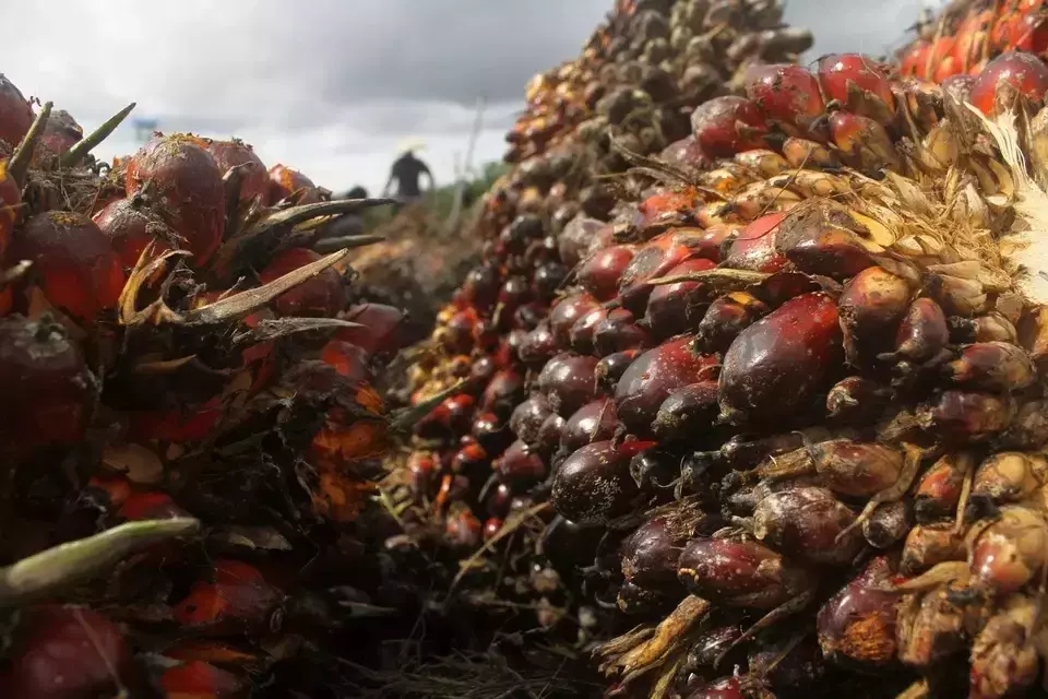 Ilustrasi foto tandan buah segar (TBS) kelapa sawit. (Foto: Antara)