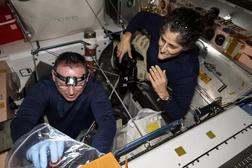 Astronot Butch Wilmore (kiri) dan Suni Williams sedang memeriksa perangkat keras keselamatan di Stasiun Luar Angkasa Internasional pada 9 Agustus 2024. (NASA via AP)