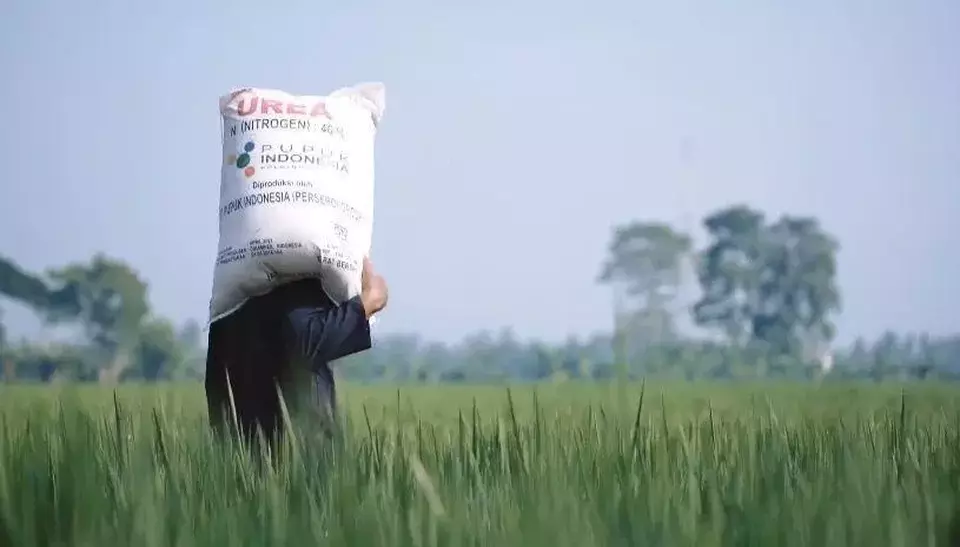 Pemerintah mengalokasikan subsidi pupuk sekitar Rp 46,8 triliun. Pupuk didistribusikan ke seluruh provinsi di Indonesia. (Pupuk Indonesia)