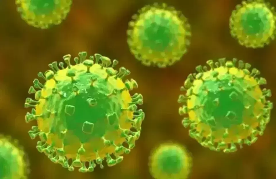 Ilustrasi virus HMPV. (Sumber: Istimewa)