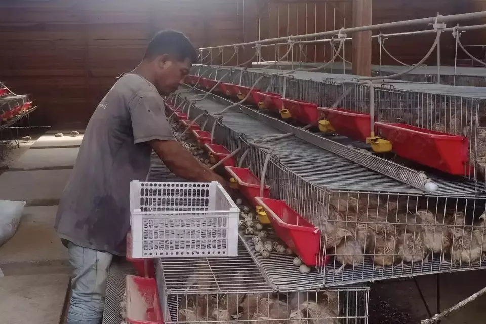 Kelompok usaha peternakan Puyuh Andalas. (ist) 