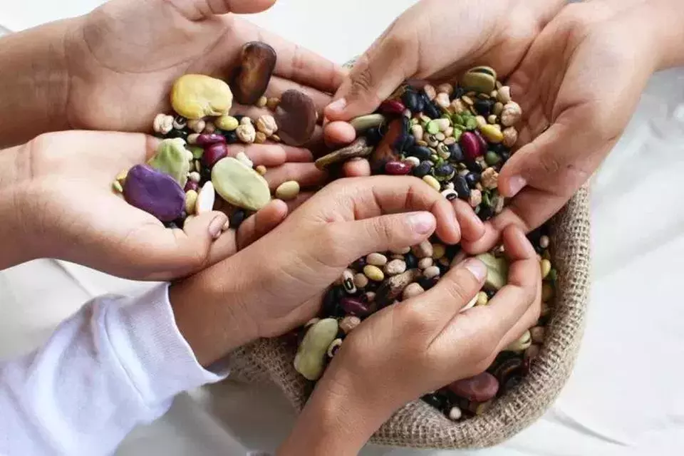 Organisasi Pangan dan Pertanian Perserikatan Bangsa-Bangsa (FAO) memperingati Hari Kacang-kacangan Sedunia (World Pulses Day) pada 10 Februari 2025. (Foto: ANTARA/HO-FAO Indonesia)