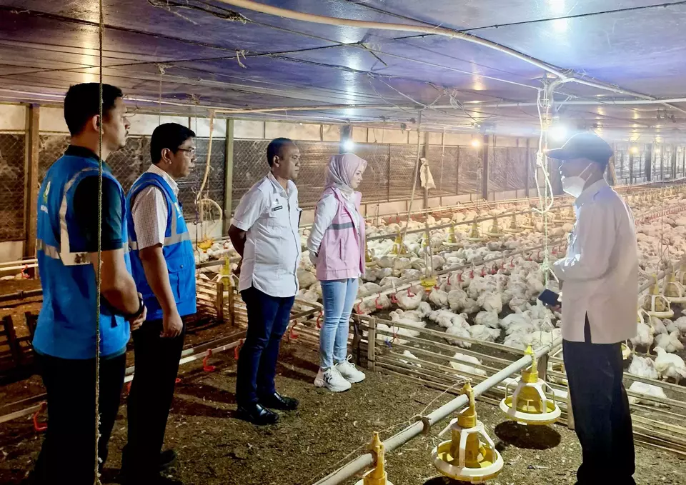 Kehadiran energi listrik yang andal dan terjangkau berdampak positif bagi roda perekonomian masyarakat. Salah satunya bagi usaha pembibitan ayam di Kabupaten Lebak, Banten, yang bergantung pada listrik 24 jam. (PLN/Istimewa)