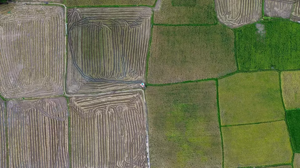 Foto udara pekerja memanen padi menggunakan mesin Combine Harvester di area persawahan Desa Boribellayya, Kecamatan Turikale, Kabupaten Maros, Sulawesi Selatan, Senin (21/4/2025). (ANTARA FOTO/Chairil Indra)