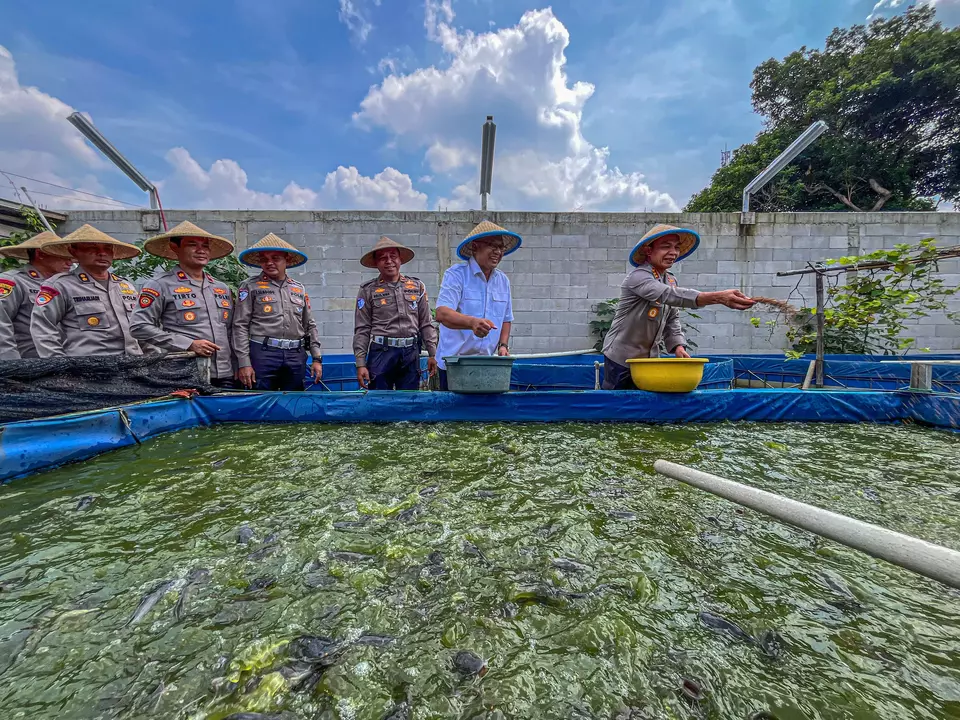 Kepolisian Polres Metro Depok memanen ikan lele sebagai upaya meningkatkan ketahanan pangan, Kamis 15 Mei 2025 (Beritasatu.com/ Fahri ali).