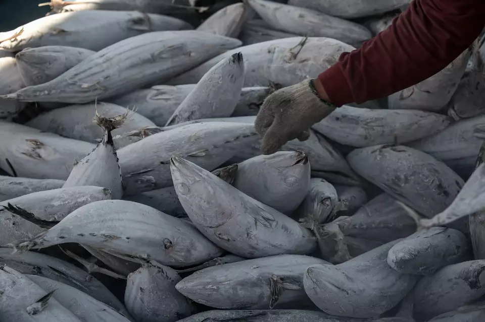 Pekerja melakukan bongkar muat ikan di Pelabuhan Perikanan Samudera Nizam Zachman, Jakarta Utara. (ANTARA FOTO/Fauzan)