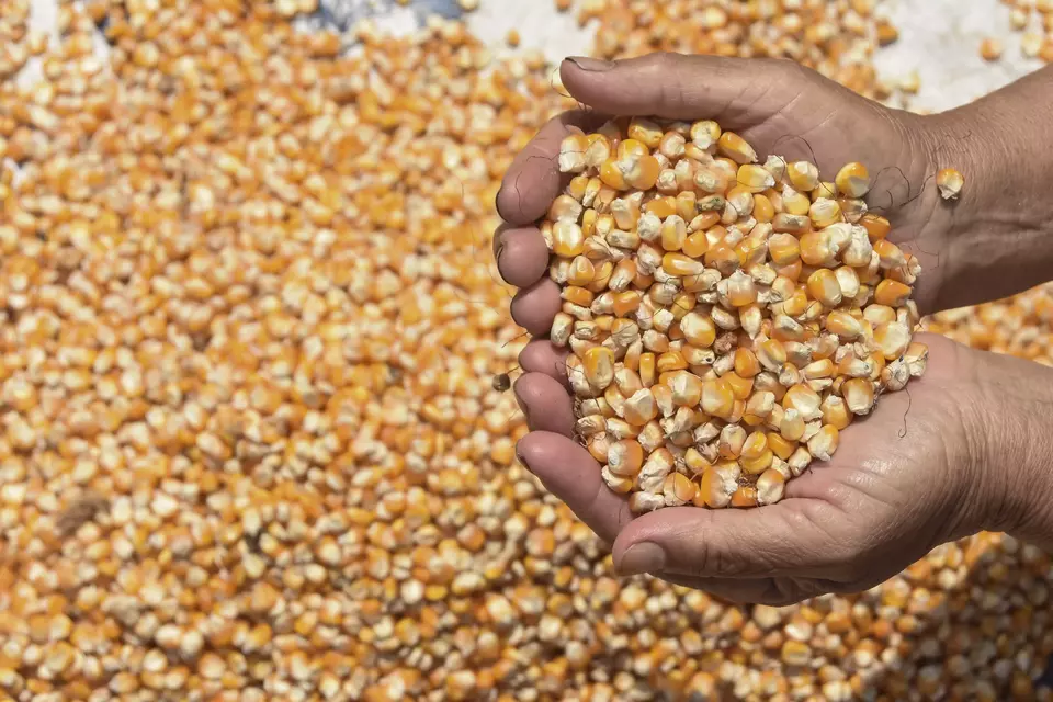 Petani binaan Polres Ciamis memperlihatkan jagung kering saat panen raya jagung serentak di Desa Handapherang, Kabupaten Ciamis, Jawa Barat. (ANTARA FOTO/Adeng Bustomi)