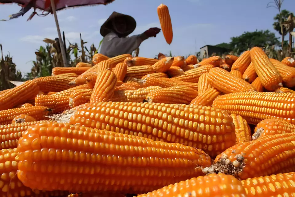 Produksi jagung tahun ini diperkirakan melimpah. (Foto : Istimewa)