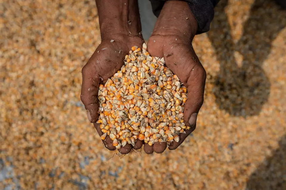Petani menjemur biji jagung untuk pakan ternak di Desa Sodong, Tigaraksa, Kabupaten Tangerang. (ANTARA FOTO/Putra M. Akbar)