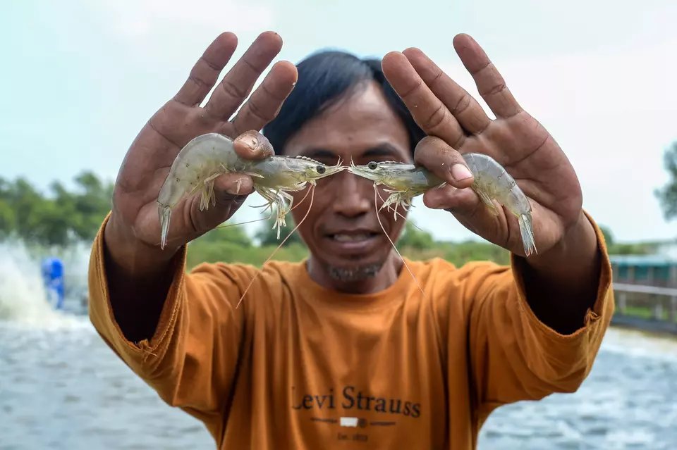 Foto ilustrasi. Pengurus Badan Usaha Milik Desa (BUMDes) menunjukkan udang vaname hasil budi daya dengan sistem bioflok di Desa Domas, Kabupaten, Serang, Banten, Kamis (10/7/2025). (ANTARA FOTO/Muhammad Bagus Khoirunas)