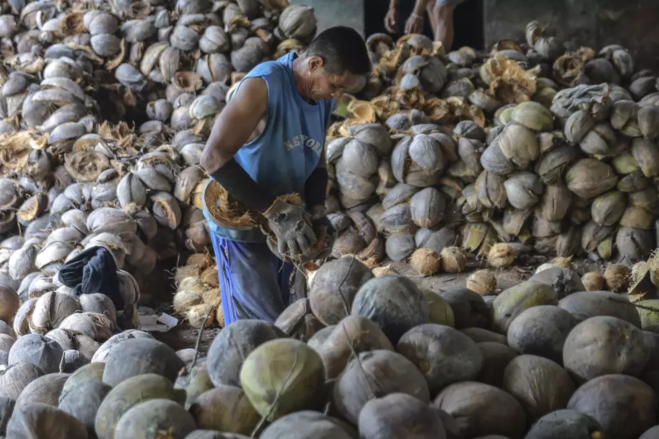 Foto ilustrasi. Seorang pekerja mengupas kulit buah kelapa, belum lama ini. (ANTARA FOTO/Andri Saputra)
