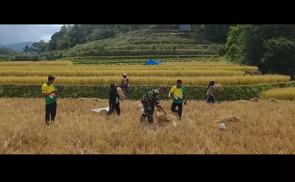 BPS melaporkan produksi beras nasional hingga Oktober 2025 diperkirakan mencapai 31,04 juta ton, melampaui kebutuhan konsumsi nasional. (Foto: Istimewa)