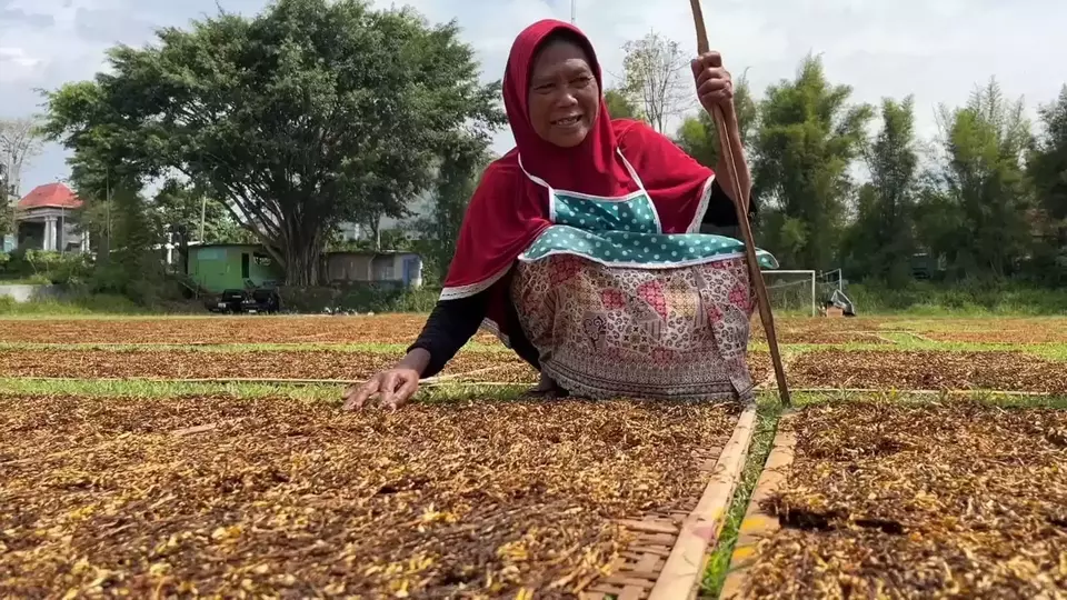 Petani sedang menjemur daun tembakau rajangan.