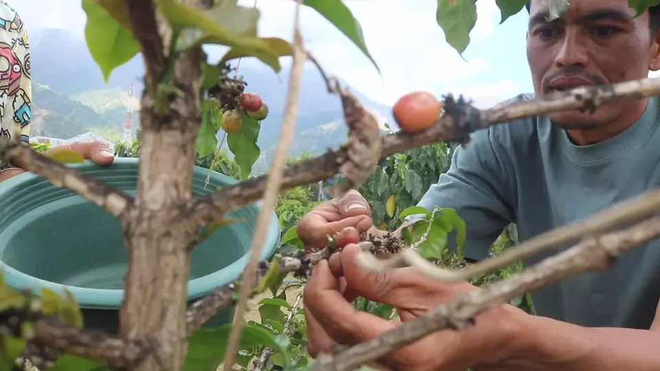Di balik megahnya Gunung Rinjani yang menjulang di langit Lombok, tersimpan kisah manis dari Desa Bumbung, Kecamatan Sembalun, Kabupaten Lombok Timur, Nusa Tenggara Barat (NTB). Kelompok Tani Kopi Lunaco di Desa Sembalun Bumbung sukses membudidayakan kopi Arabika, binaan Pertamina Patra Niaga Integrated Terminal Ampenan. (Foto: Istimewa)