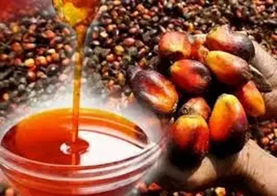Ilustrasi Produk CPO (Foto: IST)